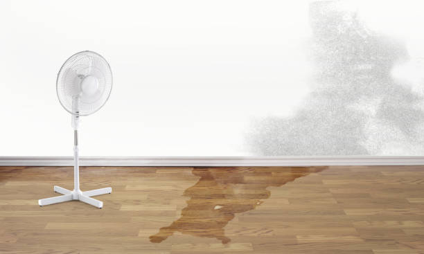 Best Professional water damage repair  in New Chicago, IN